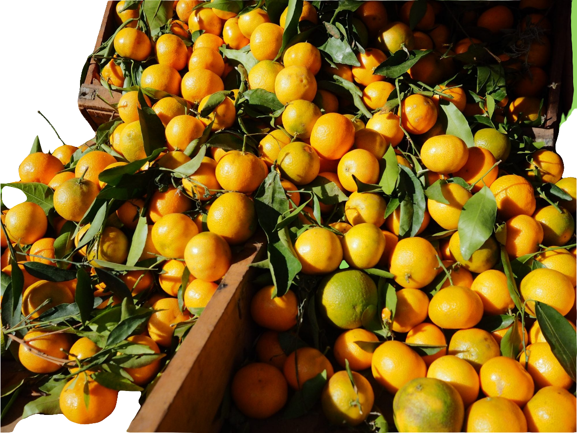 Clémentine Maroc Gr;2 (15kg/33lb)