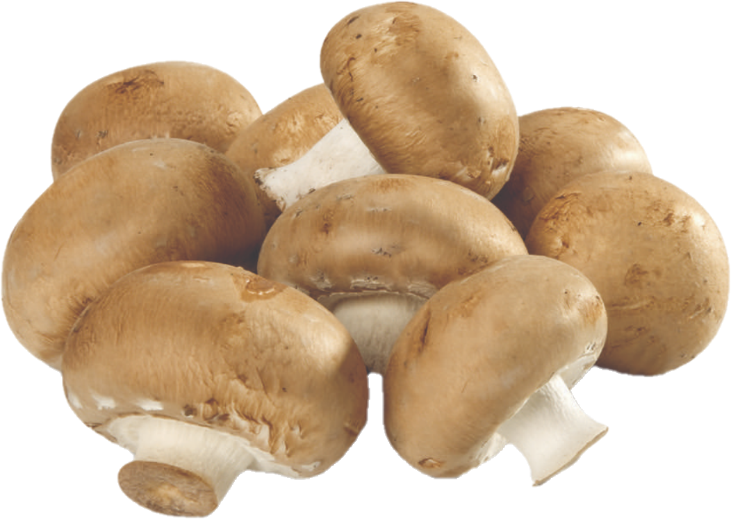 Champignon Café Loose #1 (5lb/2,68kg)