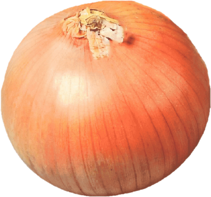 Oignon Espagnole (25lb/11.34kg)