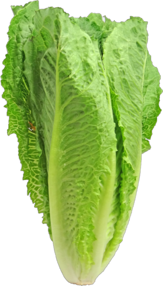 Laitue Romaine 24 (40lb/18.14kg)