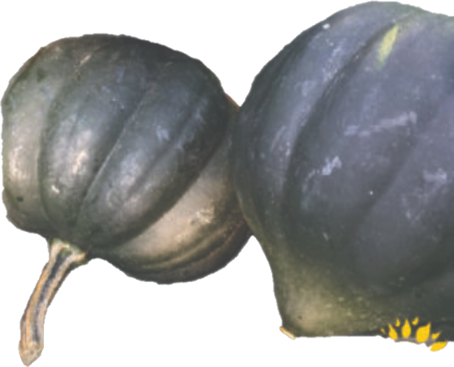 Courge Acorn (40lb/18.14kg)