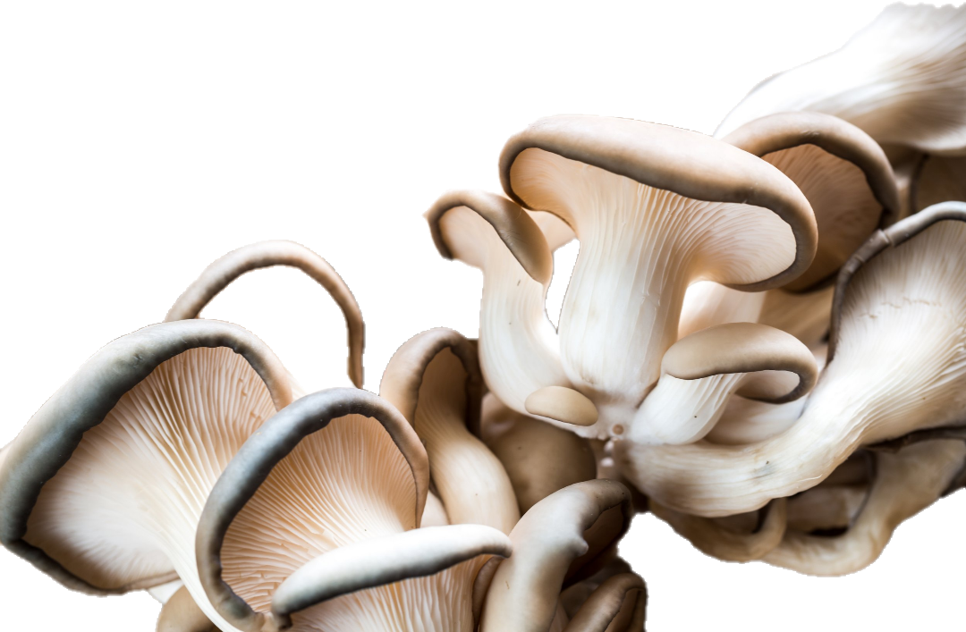 Champignon Canery (5lb/2,68kg)