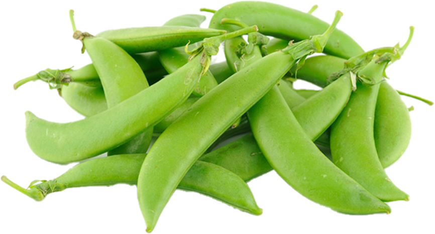 Haricot Sugar Snap (10lb/4.5kg)