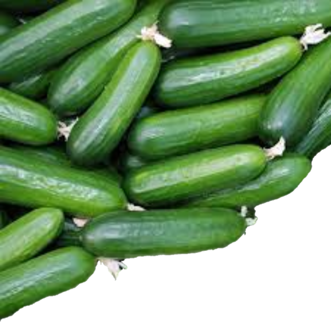 Concombre Libanais (20lb/9kg)