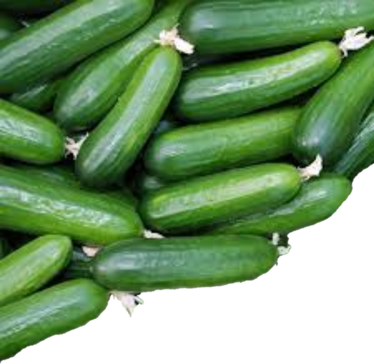 Concombre Libanais (20lb/9kg)