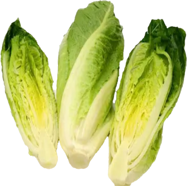 Laitue Romaine Coeur 12×3 (25lb/11.33kg)