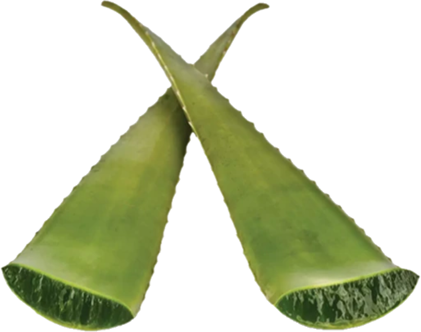 Aloe Vera (25lb/11.3kg)