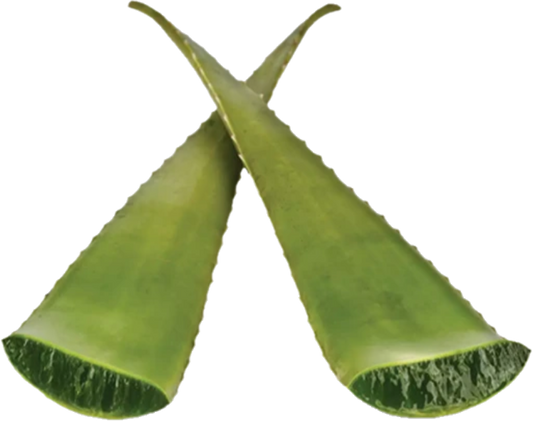 Aloe Vera (25lb/11.3kg)