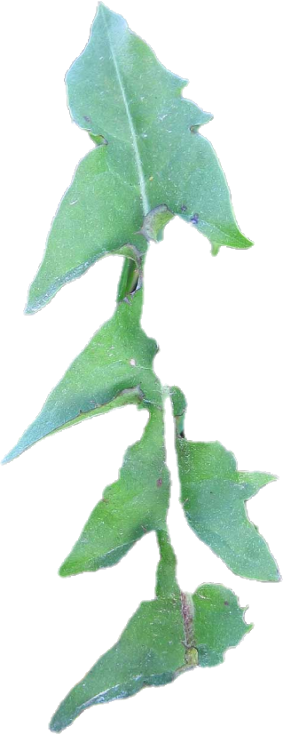 Dandelion Vert 24(35lb/15.87kg)