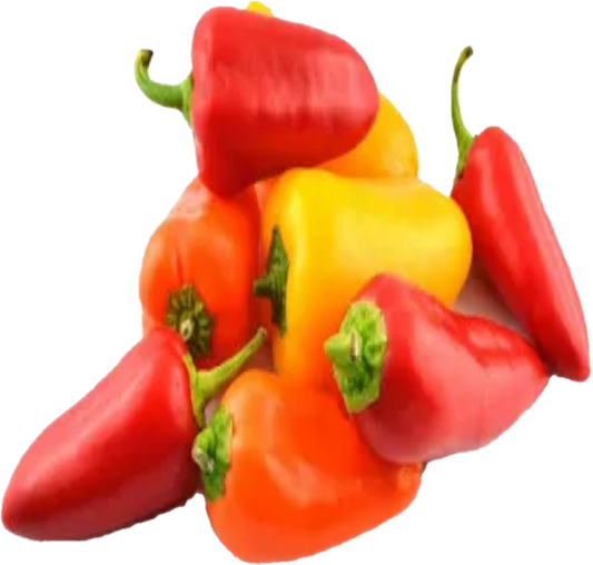 Piment Mini Sweet  12×1