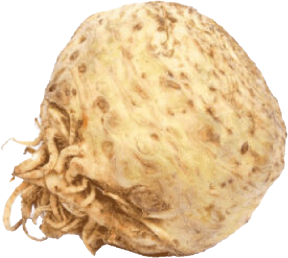 Celeri Rave Hollande (22lb/10kg)