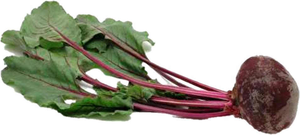 Bettrave Feuille 12(10lb/4.5kg)