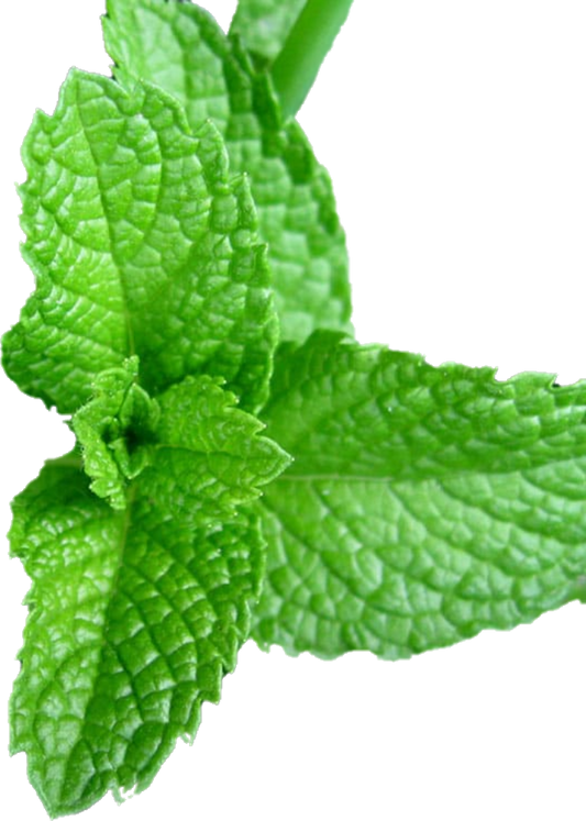 Menthe Maroc (10lb/4.53kg)