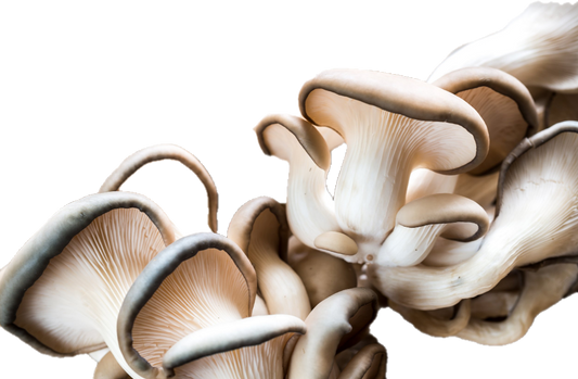 Champignon Canery (5lb/2,68kg)
