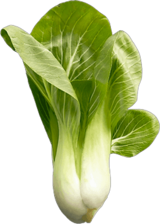 Laitue Bok Choy Shanghai 12