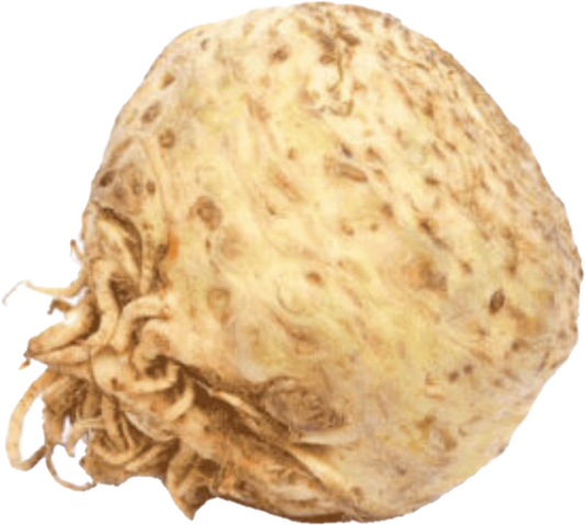 Celeri Rave Hollande (22lb/10kg)